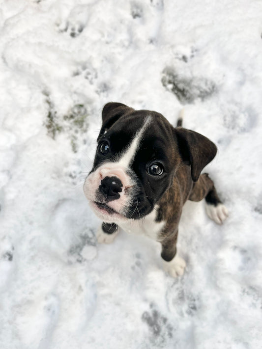 Weaning a Puppy onto Raw