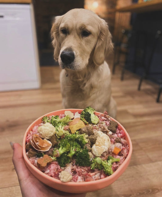 Dogs eating healthy vegetables