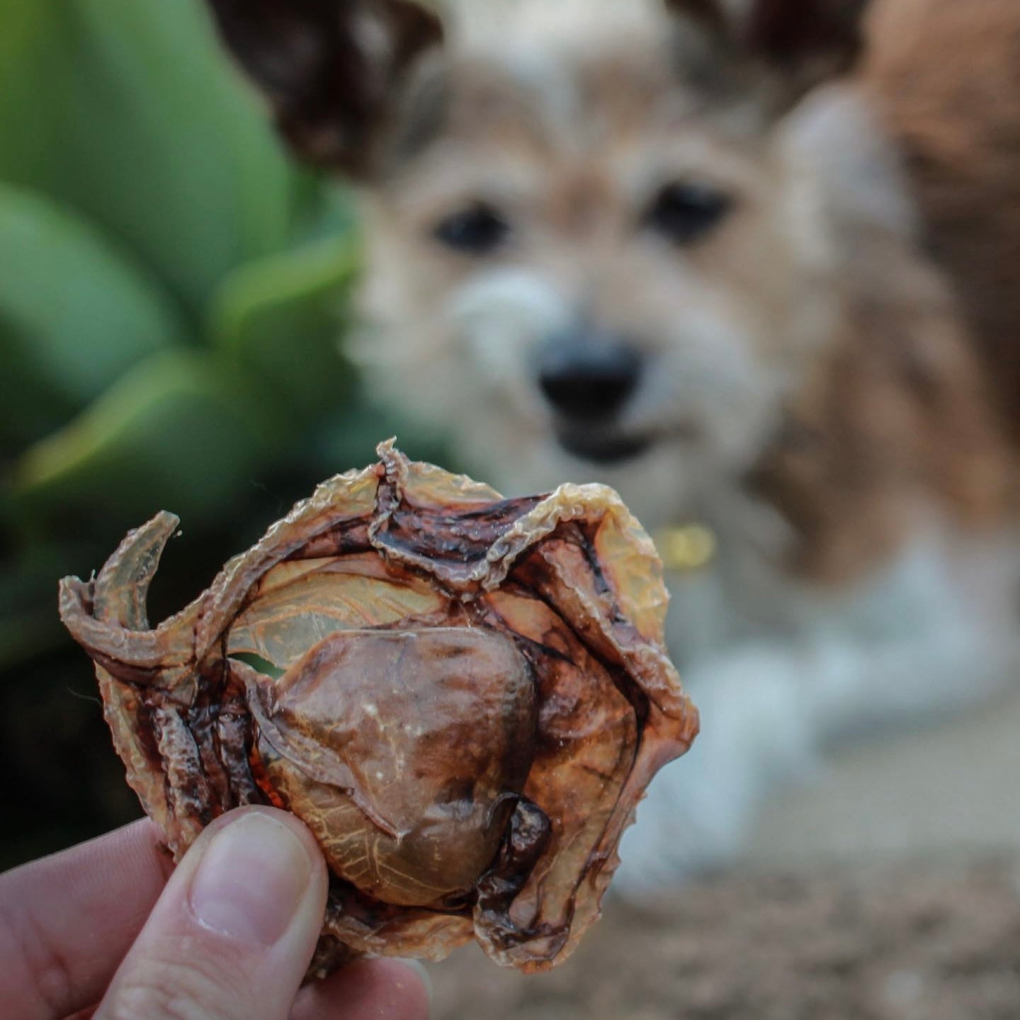 dried baby octopus dog treat